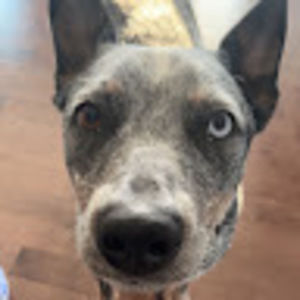 Meet your Posher, Ella